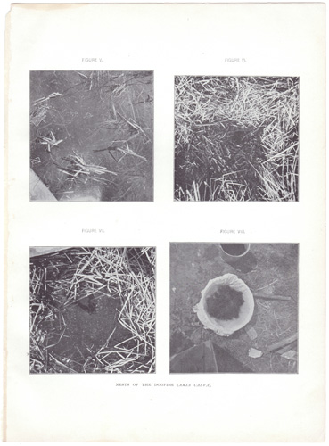 NESTS OF THE DOGFISH